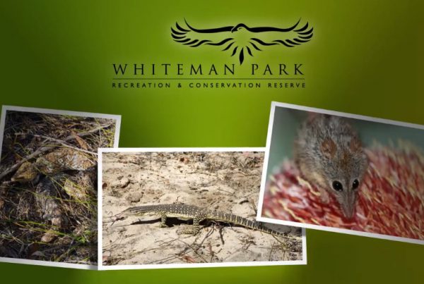 Video Production Portfolio Perth WA